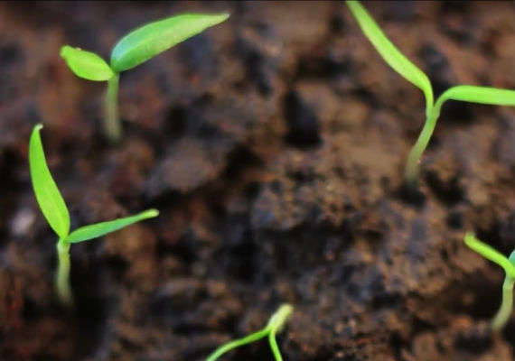 Music for COOP de l'Assomption