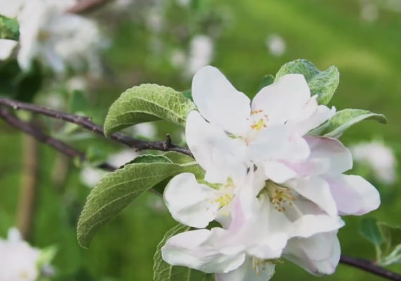Music for Pommes Marquées